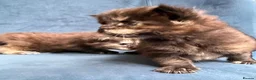 Maine Coon cats for sale: XL MAINE COON KITTENS UNIQUE COLOUR XL BLOODLINE - Advert 8