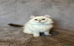 British Shorthair cats for sale: *READY NOW* TICA registered BSH kittens - Image 4
