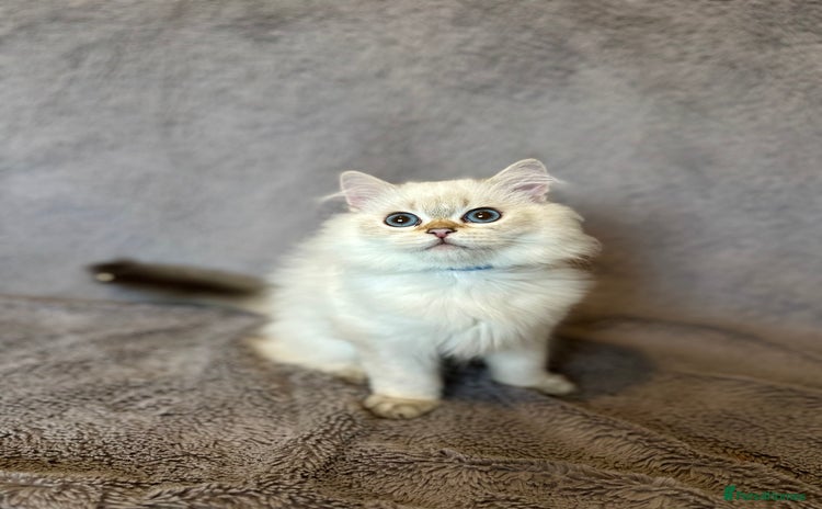 British Shorthair cats - Advert 4