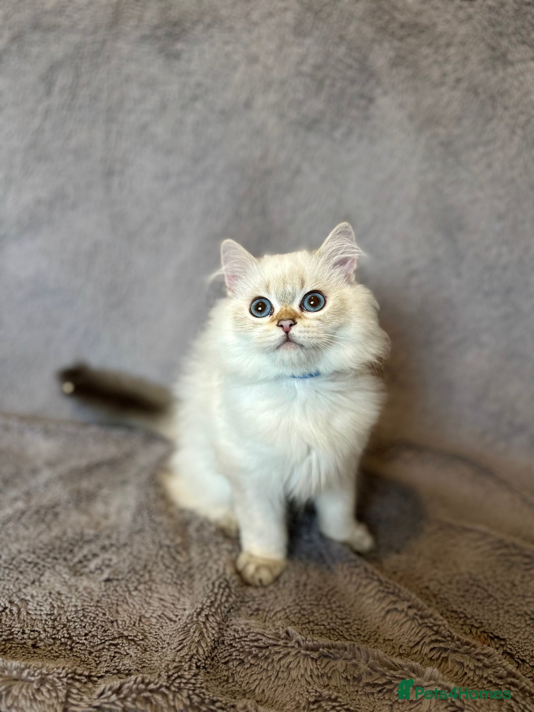 British Shorthair cats for sale: *READY NOW* TICA registered BSH kittens - Image 4