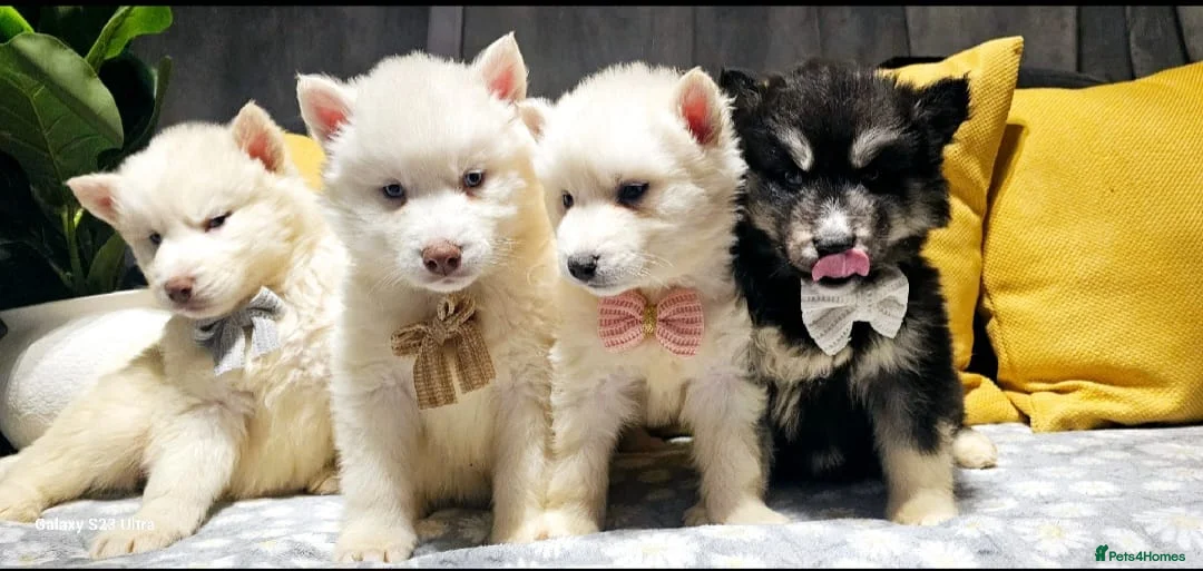 Siberian Husky dogs for sale: Wooly Siberian huskies - fully vaccinated  - Advert 8