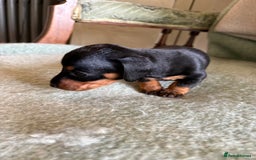 Miniature Dachshund dogs for sale: Beautiful Home Reared KC Reg Mini Daschunds - Image 8
