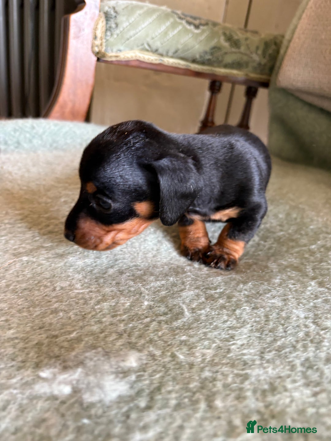 Miniature Dachshund dogs for sale: Beautiful Home Reared KC Reg Mini Daschunds - Image 8