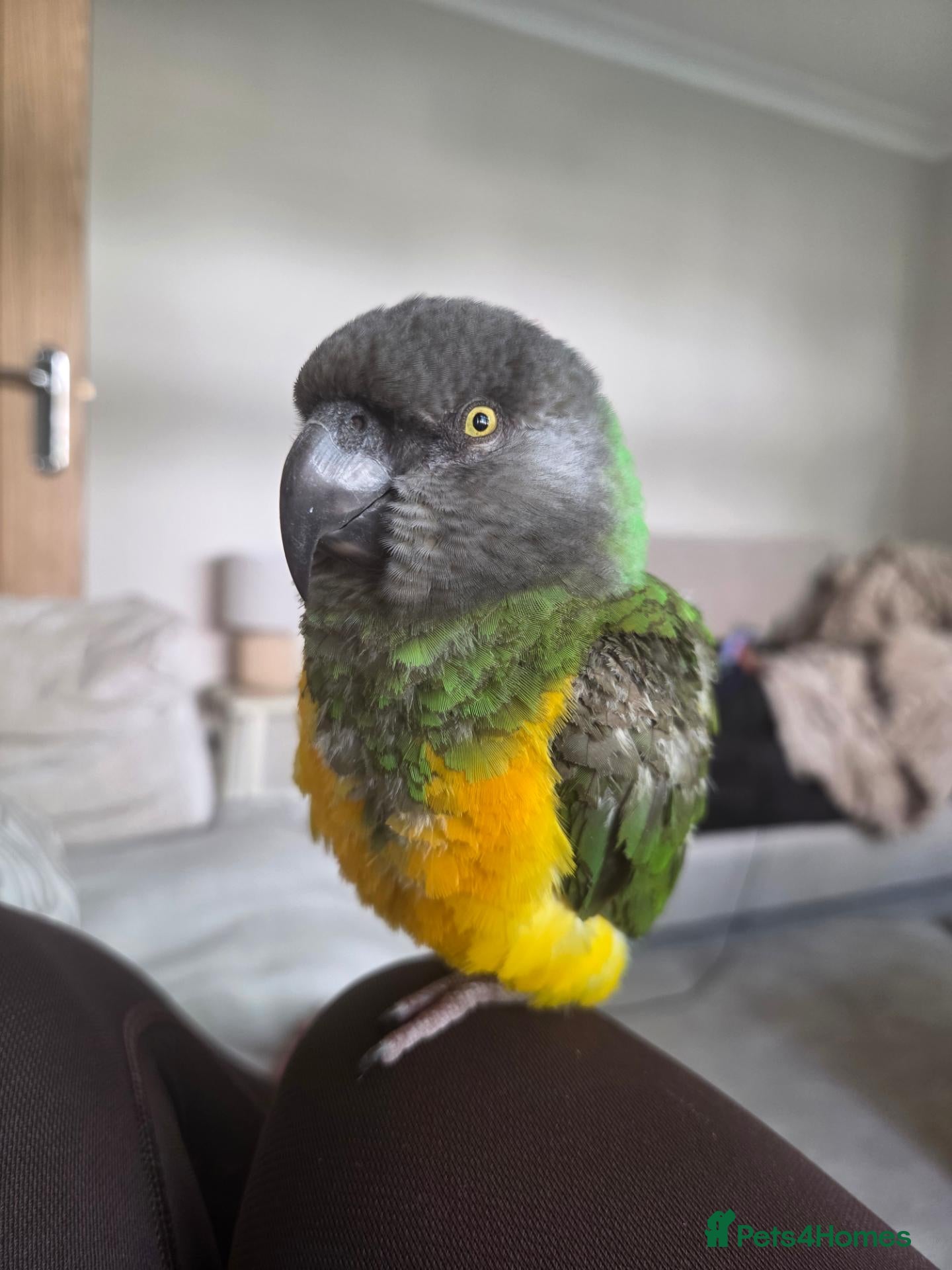 Parrots birds Senegal Parot Male approx 8yrs - Advert 1