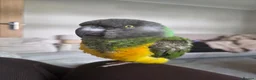 Parrots birds for sale: Senegal Parot Male approx 8yrs - Advert 2