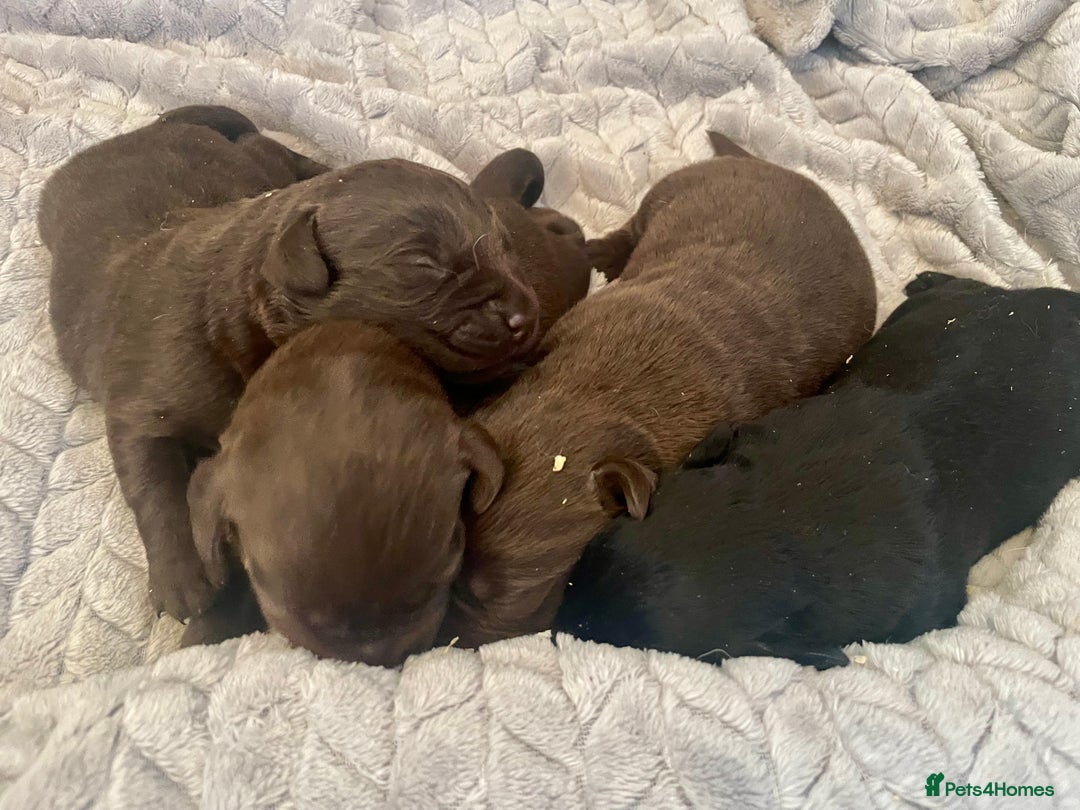 Labrador Retriever dogs for sale: LABRADOR PUPPIES 5 GEN ENHANCED PEDIGREE  - Image 10