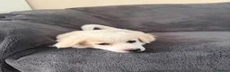 Bichon Frise dogs for sale: 3 bichon frise for sale - Advert 4