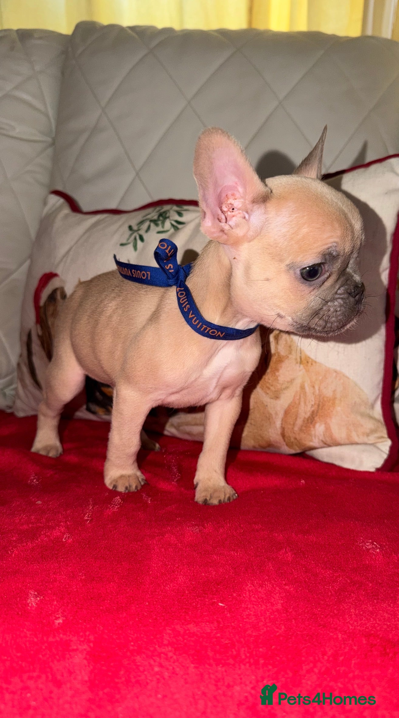 French Bulldog dogs Reduced! Stunning french bulldogs  - Advert 10