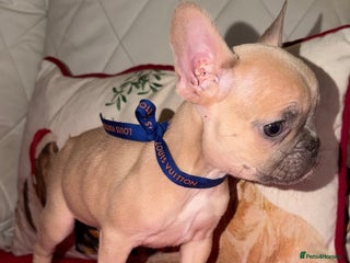 French Bulldog dogs Reduced! Stunning french bulldogs - Advert 8