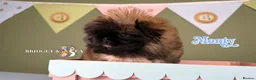 Pekingese dogs for sale: 💙OUTSTANDING QUALITY BOY 💙 champion lines in Gateshead - Advert 16