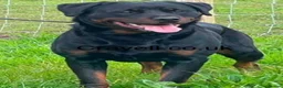Rottweiler dogs for sale: ADRK German bloodline Rottweiler puppies     - Advert 11