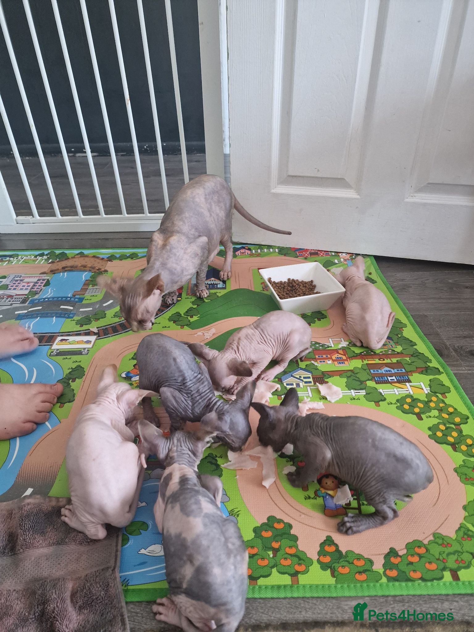 Sphynx cats Canadian Sphynx Kittens Looking for Loving Homes  - Advert 3