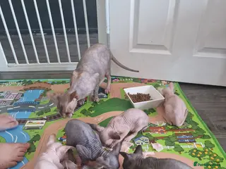 Sphynx cats Canadian Sphynx Kittens Looking for Loving Homes - Advert 4