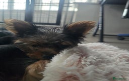 Yorkshire Terrier dogs for sale: Tiny gorgeous baby yorkies  - Image 23