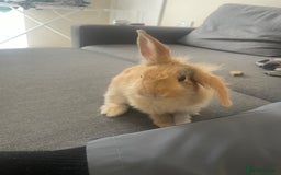 Mini Lion Lop rabbits for sale: Rabbit for sale - Image 9