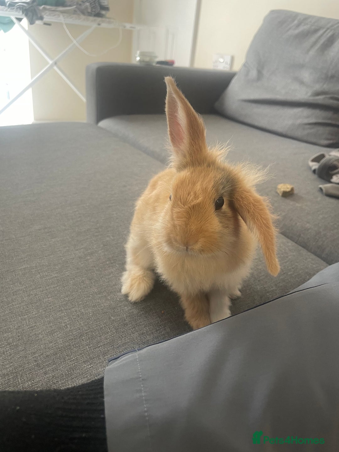 Mini Lion Lop rabbits for sale: Rabbit for sale - Image 9