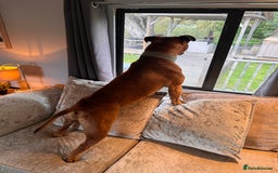 American Bully dogs for sale: Brutus  - Image 6