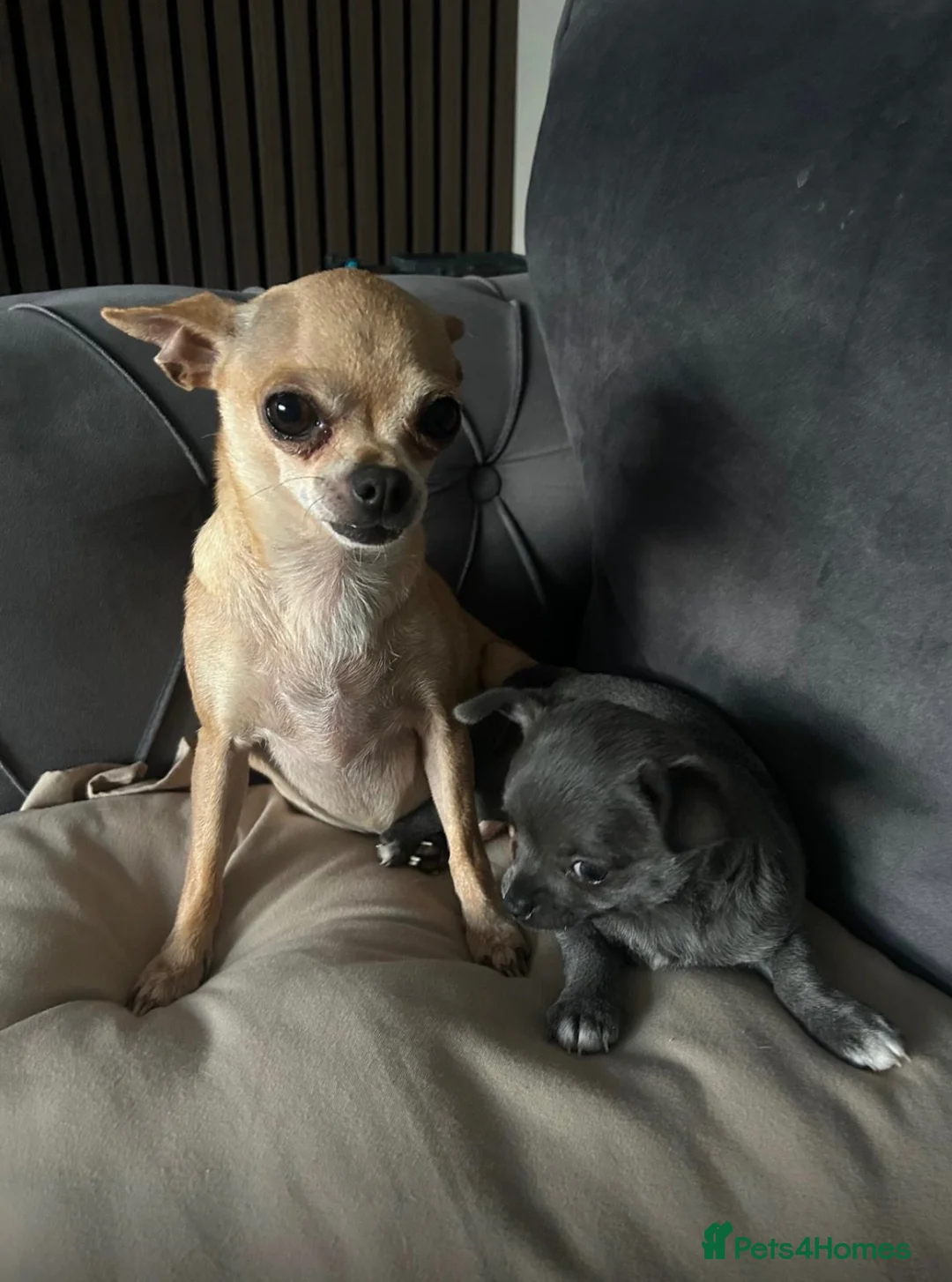 Chihuahua dogs for sale: Chihuahua - Advert 4