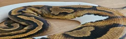 Python Snake reptiles for sale: FEMALE PIED 100% Het ALBINO 50% het CLOWN - Advert 10