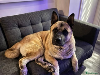 Mixed Breed dogs 3.5 year old Akita male - Advert 1