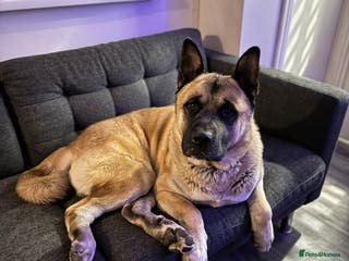 Mixed Breed dogs 3.5 year old Akita male - Advert 22