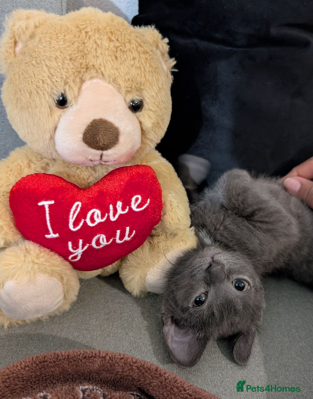 Russian Blue cats for sale: 3 Month Old Kitten Looking 4 a Loving Forever Home - Advert 14