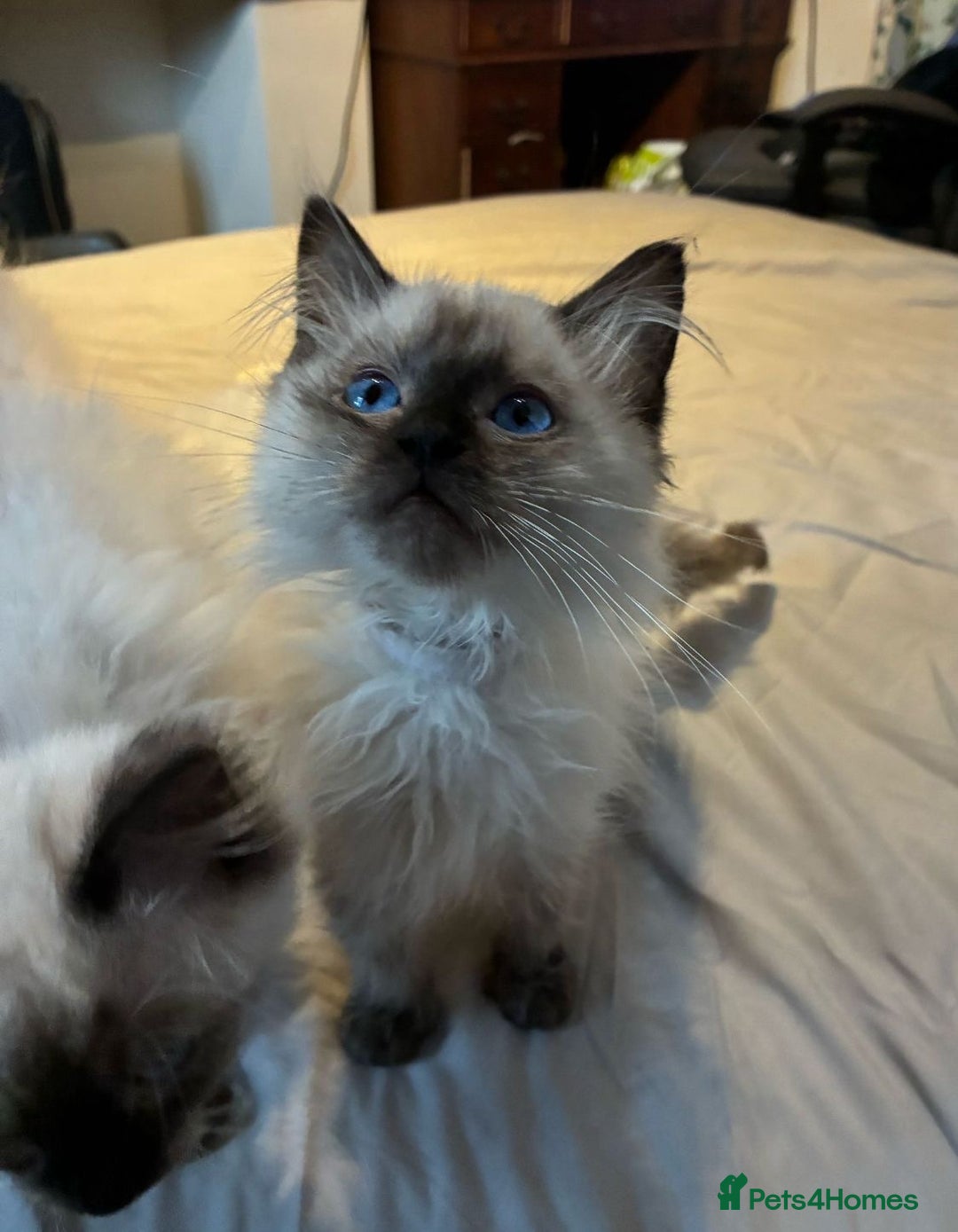 Ragdoll cats for sale: Gorgeous Championship Line Ragdoll kittens. - Advert 9