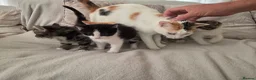 Mixed Breed cats for sale: 4 beautiful kittens for sale  in Cheltenham - Advert 8