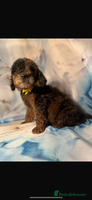 Miniature Poodle dogs - Advert 4