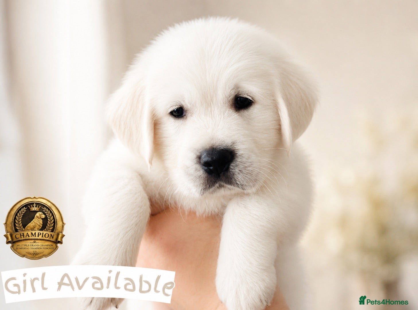 Golden Retriever dogs Championships ~ DNA tested ~ Old English Cream  - Advert 2