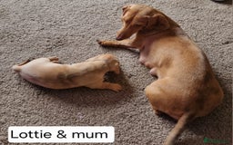 Miniature Dachshund dogs for sale: Female Miniature Dachshund - Only 1 Remaining - Image 2