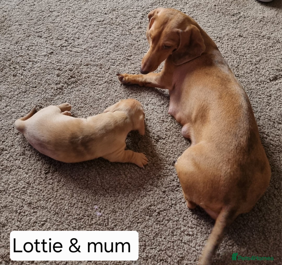 Miniature Dachshund dogs for sale: Female Miniature Dachshund - Only 1 Remaining - Image 2