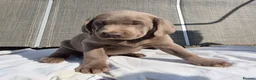 Labrador Retriever dogs for sale: Stunning KC Registered Labrador Retriever  - Advert 2