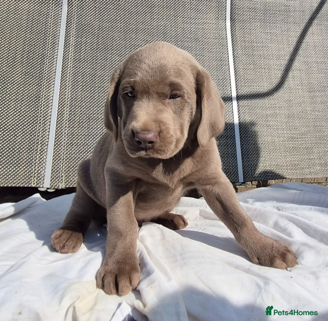 Labrador Retriever dogs for sale: Stunning KC Registered Labrador Retriever  - Advert 2