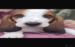 Basset Hound dogs for sale: Bassett Hound Puppies for Sale - Image 11