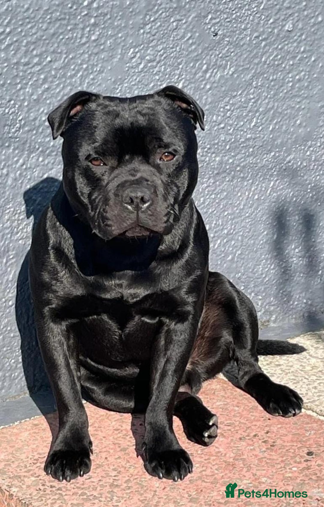 Staffordshire Bull Terrier dogs for sale: Show quality Staffordshire Bull Terrier - Advert 32