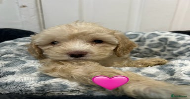 Cockapoo dogs - Advert 5