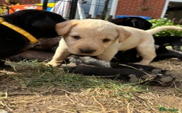 Labrador Retriever dogs for sale: 9 Beautiful Labrador Puppies For Sale  - Image 12