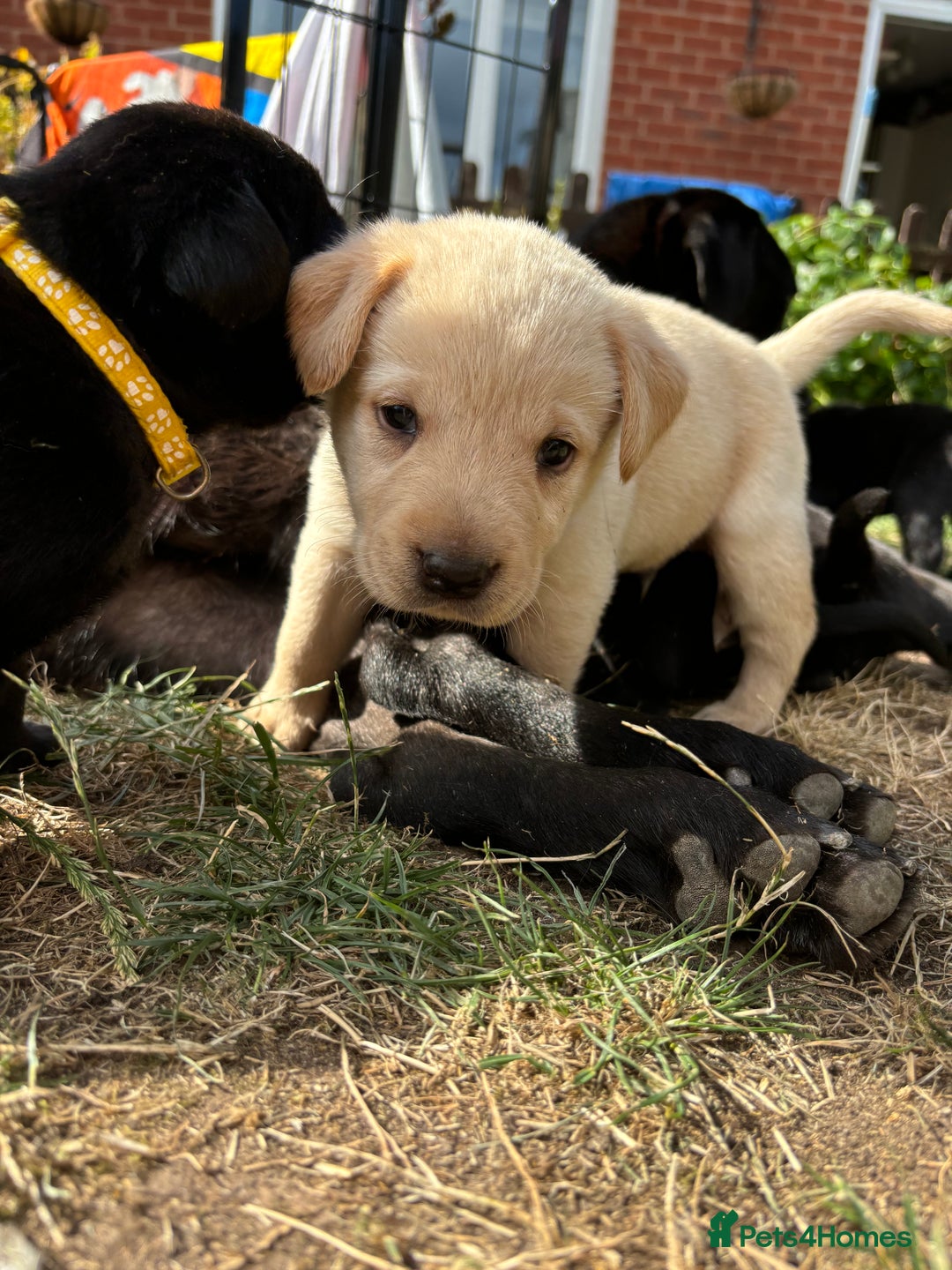 Labrador Retriever dogs for sale: 9 Beautiful Labrador Puppies For Sale  - Image 12