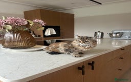 Persian cats for sale: Persian x Siberian fluffy tabby kitten - Advert 6