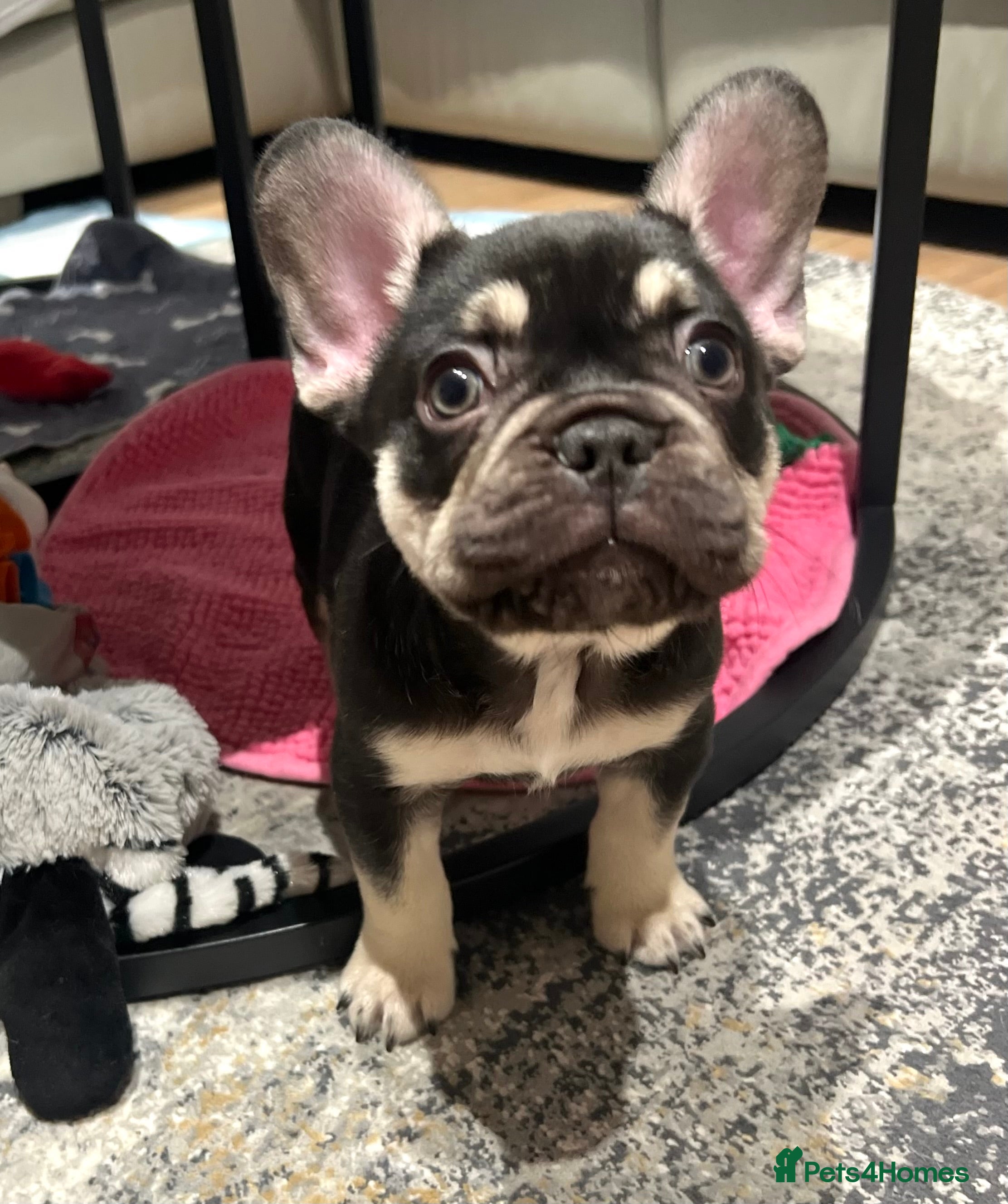 French Bulldog dogs Stunning Kc French Bulldog puppies  - Advert 9