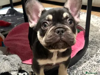 French Bulldog dogs Stunning Kc French Bulldog puppies - Advert 2