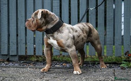 Olde English Bulldogge dogs for stud: ❄️ICEMAN❄️ in Nottingham - Image 5