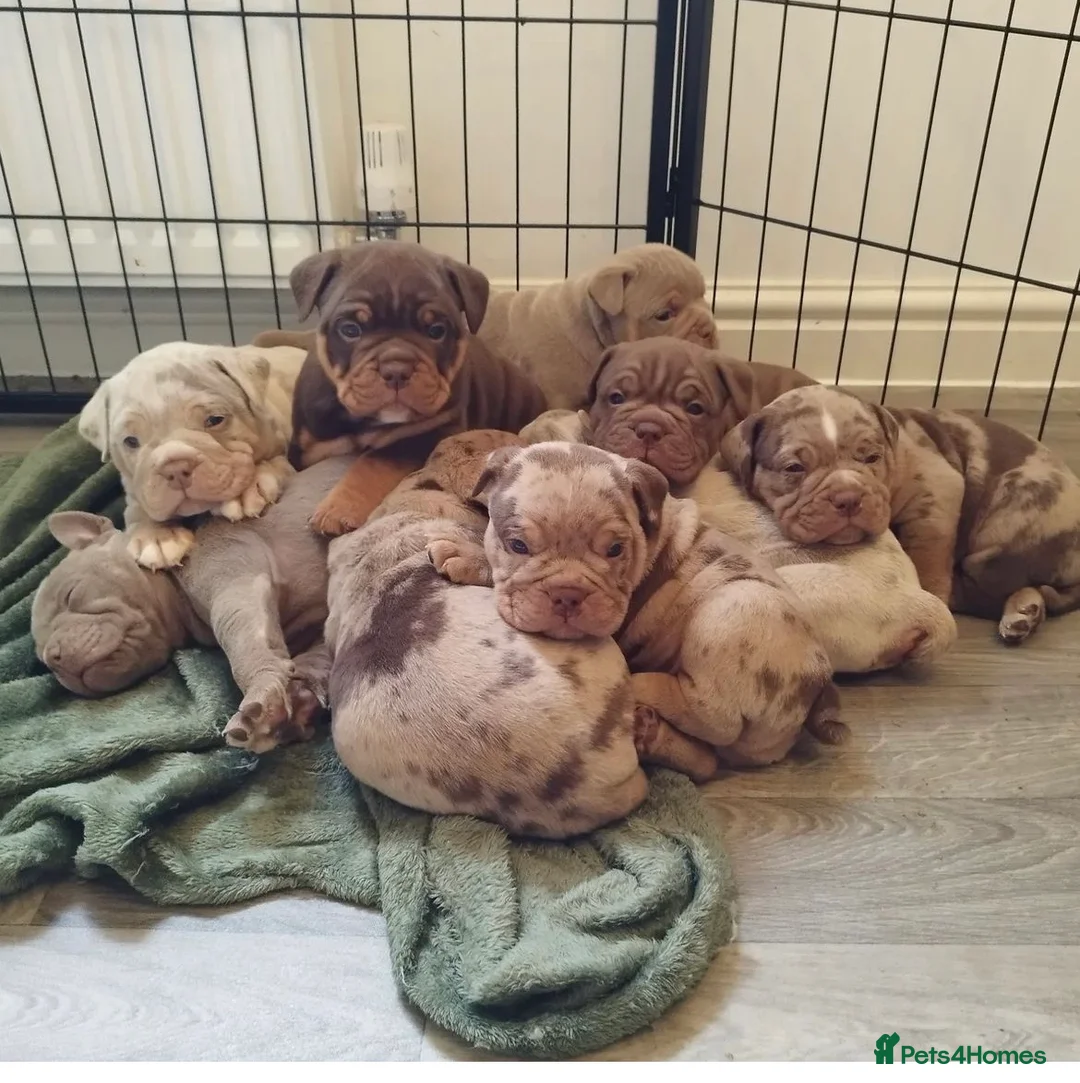 Olde English Bulldogge dogs for stud: 💥olde English bulldogge stud💥 in Rotherham - Advert 20