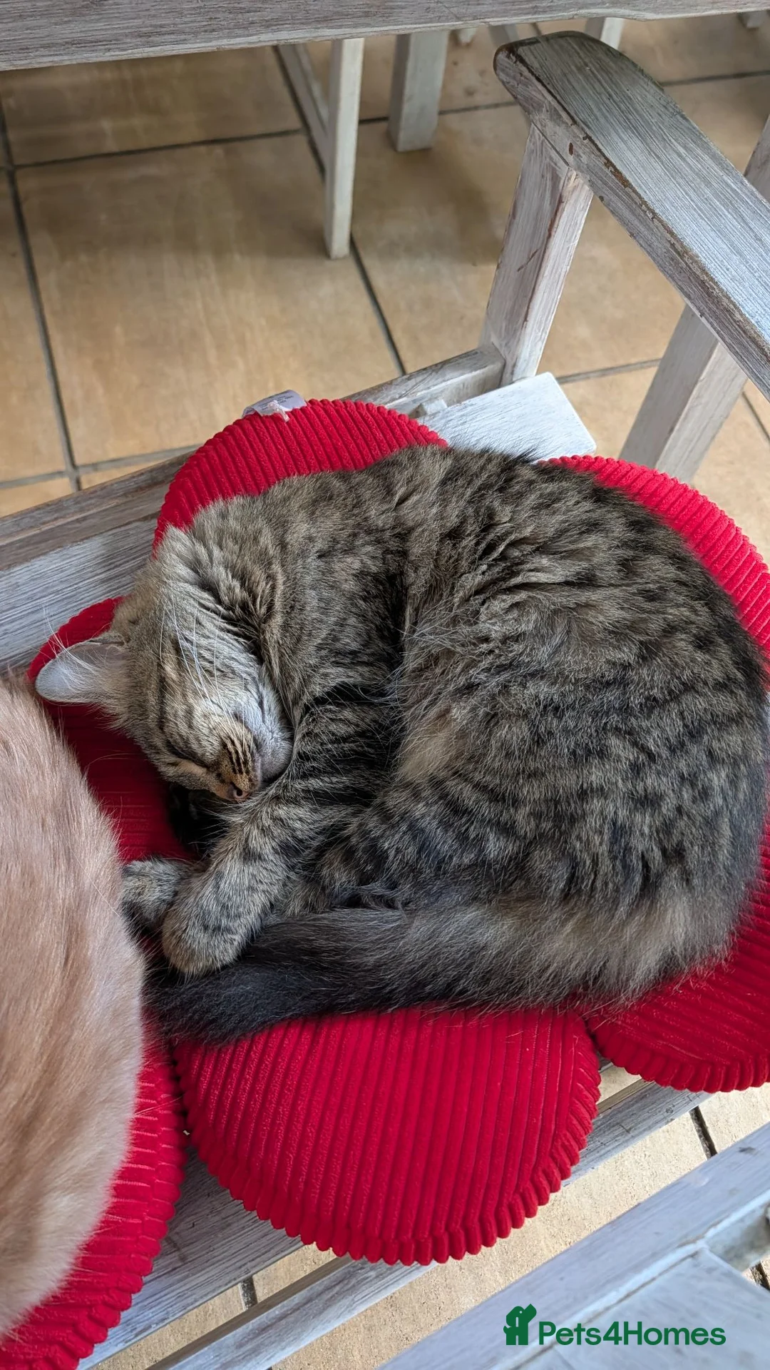 Mixed Breed cats for sale: Male kitten - Advert 1