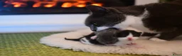 Mixed Breed cats for sale: B&W Kitten looking 4 home  - Advert 21