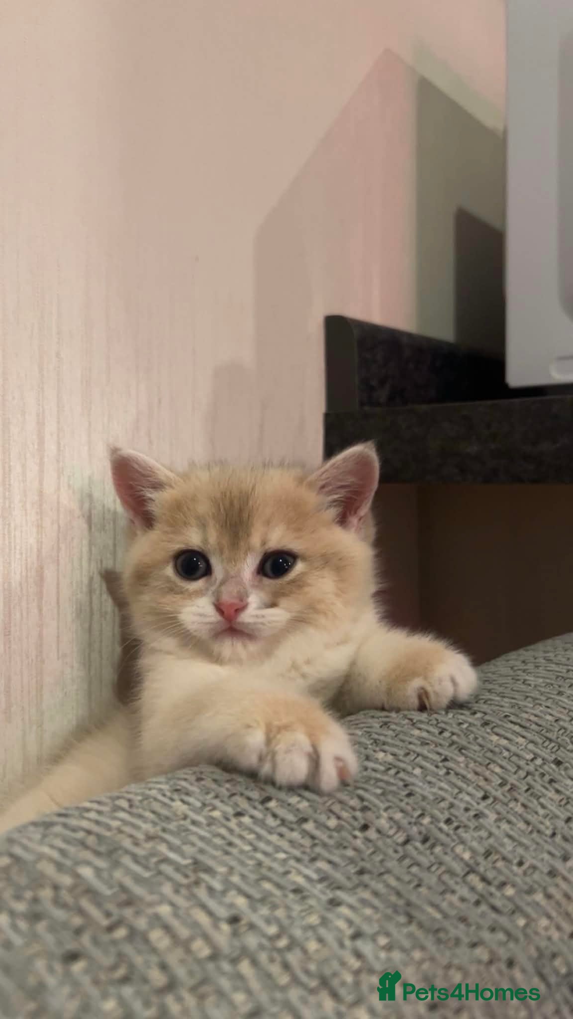 British Shorthair cats British shorthair female kitten - Advert 2