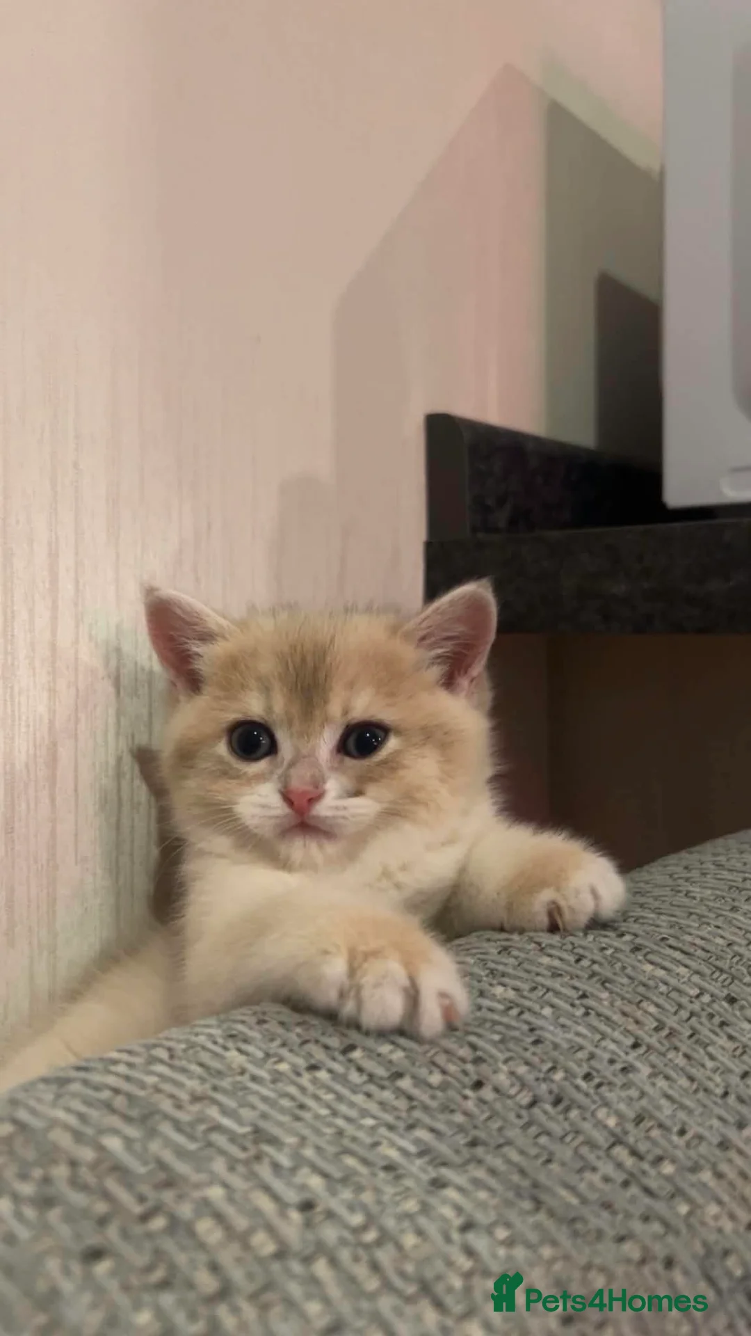 British Shorthair cats for sale: British shorthair female kitten - Advert 1