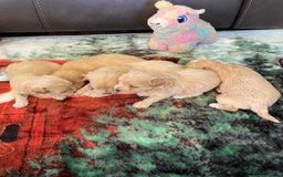 Maltipoo dogs for sale: Beautiful Apricot Maltipoo puppies. - Image 22