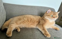 British Shorthair cats for sale: 💚❤️TICA British Shorthair 2 Kittens - Image 10